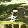 sam_3848