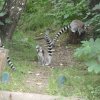 sam_3919